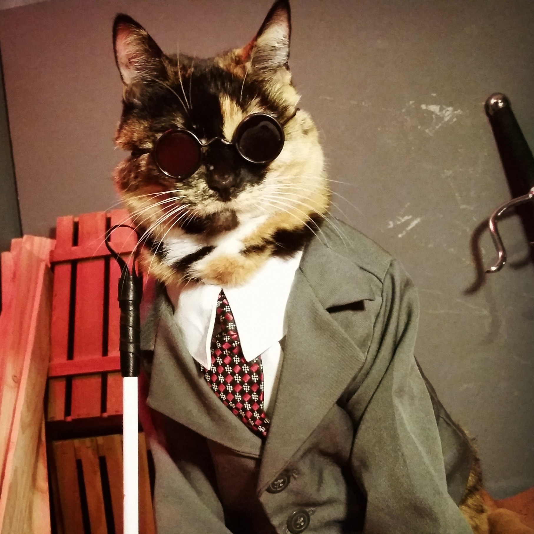 KaiserKitty